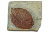 Colorful Fossil Leaf (Beringiaphyllum) - Montana #351961-1